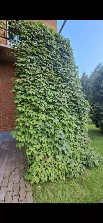 Дом в Новосибирская область, Новосибирск Малахитовая ул., 3 (556 м) - Фото 2