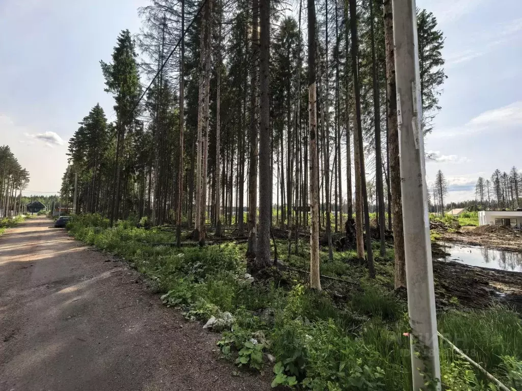 Участок в Ленинградская область, Сертолово Всеволожский район, Медное ... - Фото 1