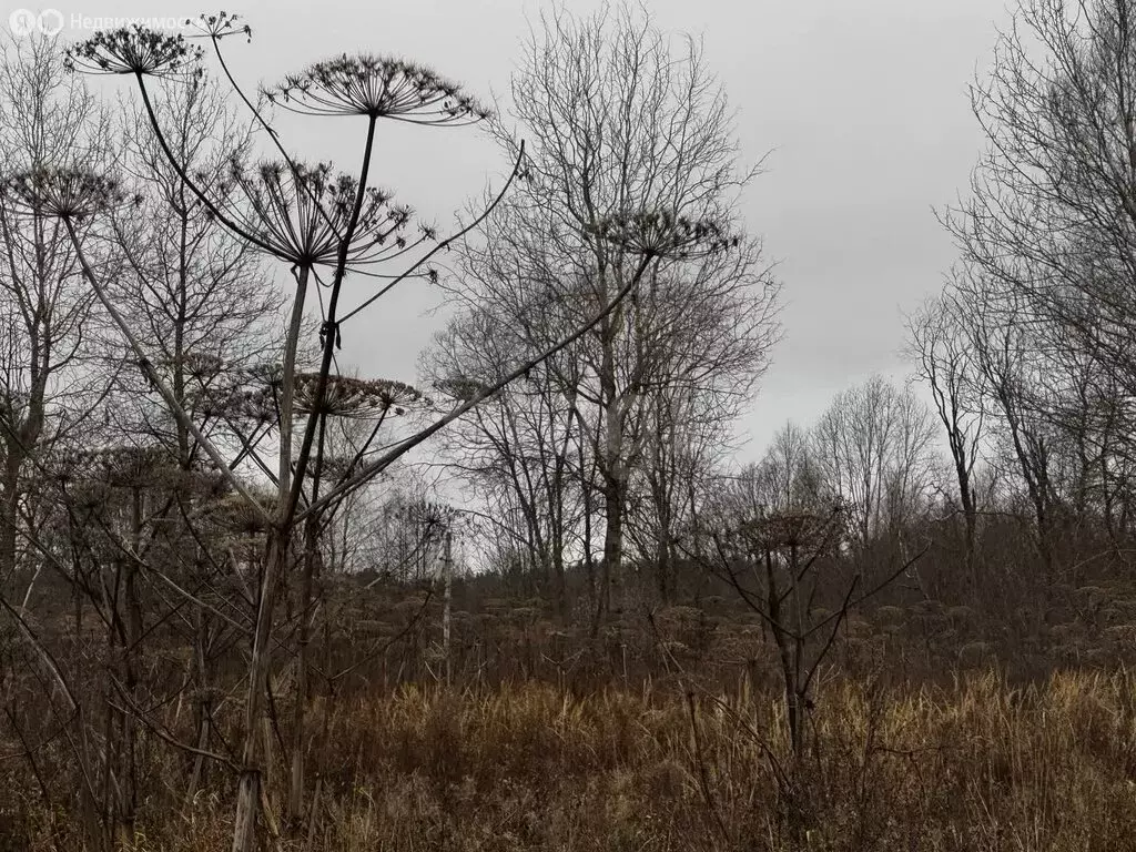 Участок в Тверская область, Калининский муниципальный округ, село ... - Фото 2