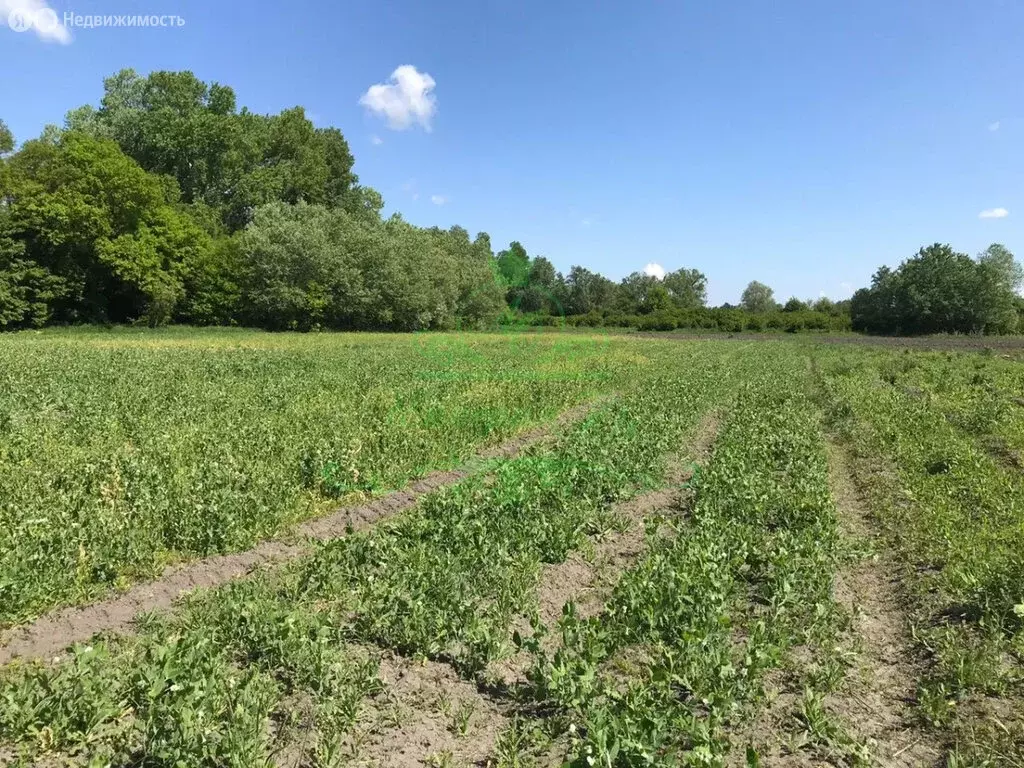 Участок в Крымский район, Адагумское сельское поселение, село ... - Фото 2
