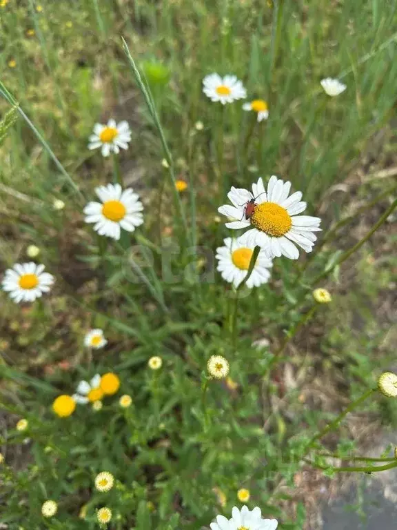Дом в Брянская область, Брянский район, Нетьинское с/пос, Весна СДТ  ... - Фото 1