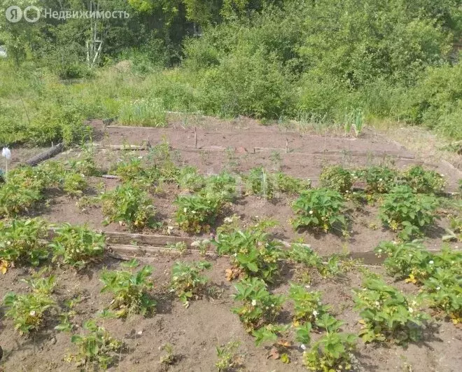 Участок в Пермь, СНТ Инкар-233 (5 м) - Фото 2