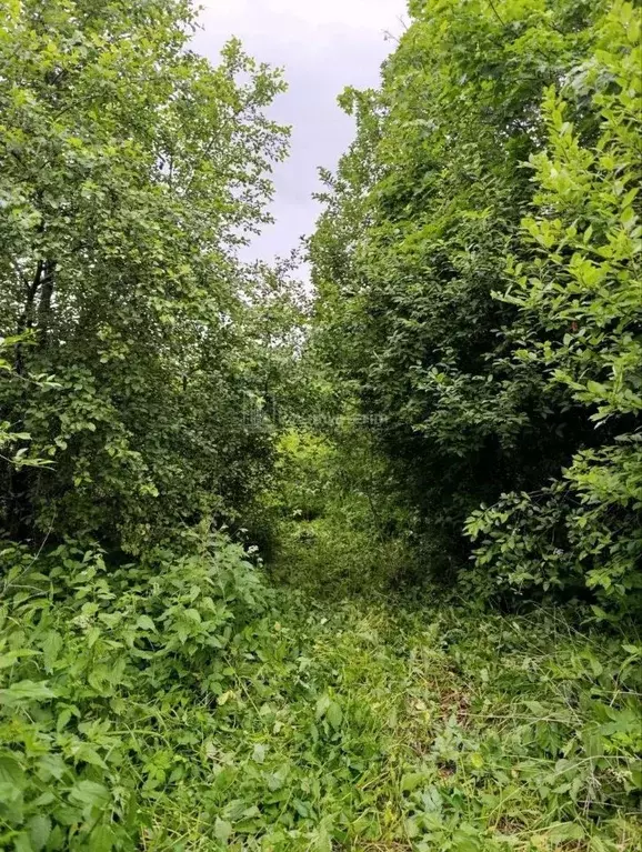 Участок в Владимирская область, Собинский муниципальный округ, д. ... - Фото 2