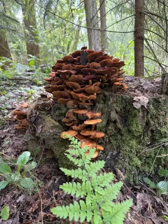 Участок в Владимирская область, Киржачский муниципальный округ, Бельцы ... - Фото 1