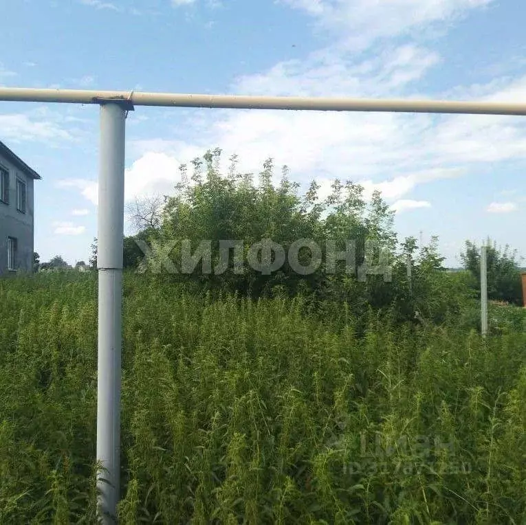 Участок в Новосибирская область, Новосибирский район, Толмачевский ... - Фото 0
