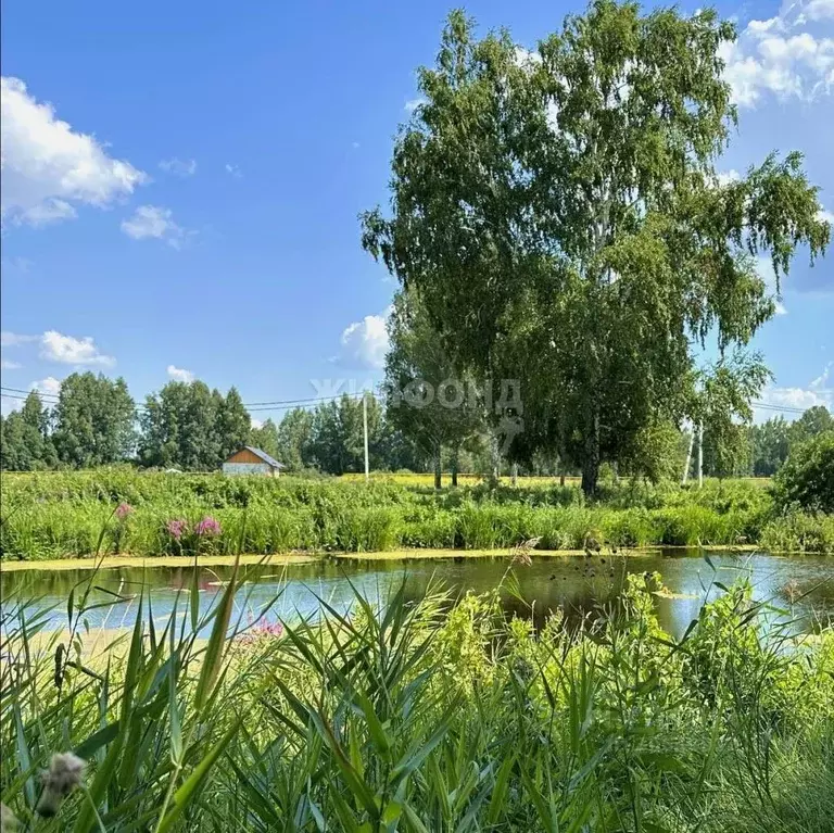 Участок в Новосибирская область, Новосибирский район, Кудряшовский ... - Фото 0