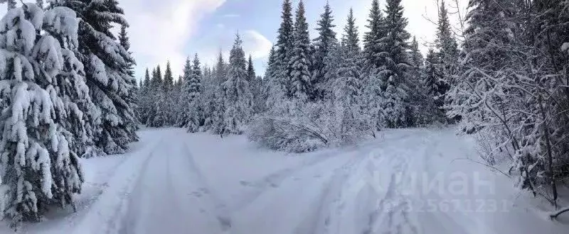Участок в Свердловская область, Нижний Тагил муниципальный округ, пос. ... - Фото 1