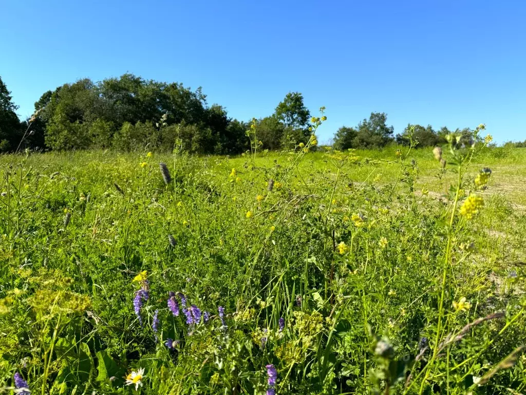 Участок в Ленинградская область, Ломоносовский район, Ропшинское с/пос ... - Фото 1