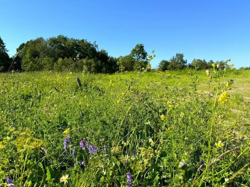 Участок в Ленинградская область, Ломоносовский район, Ропшинское ... - Фото 1