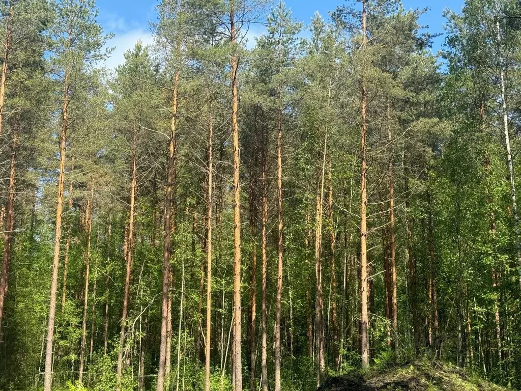 Участок в Ленинградская область, Гатчинский район, Вырица городской ... - Фото 0