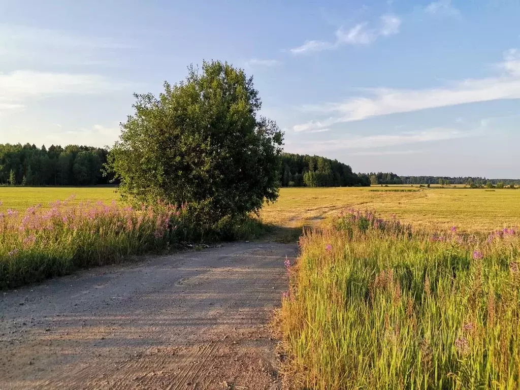 Участок в Ленинградская область, Ломоносовский район, Лопухинское ... - Фото 1