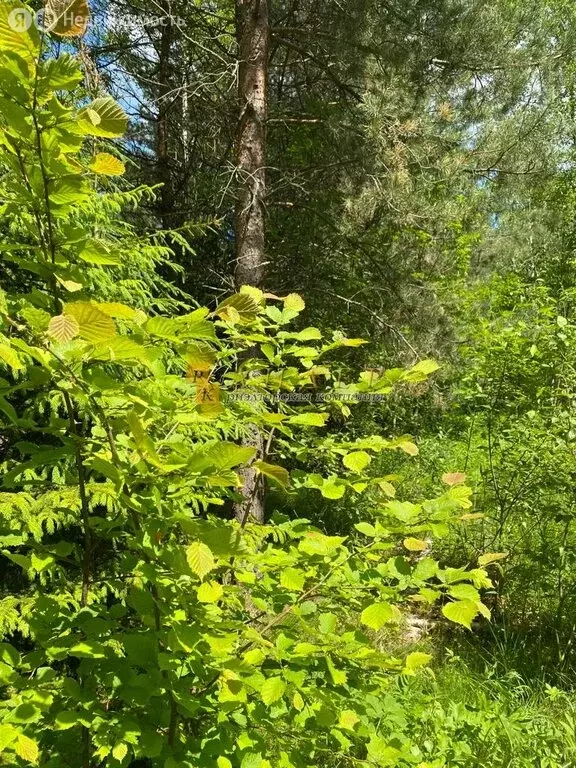 Участок в городской округ Калуга, деревня Лихун (16 м) - Фото 0