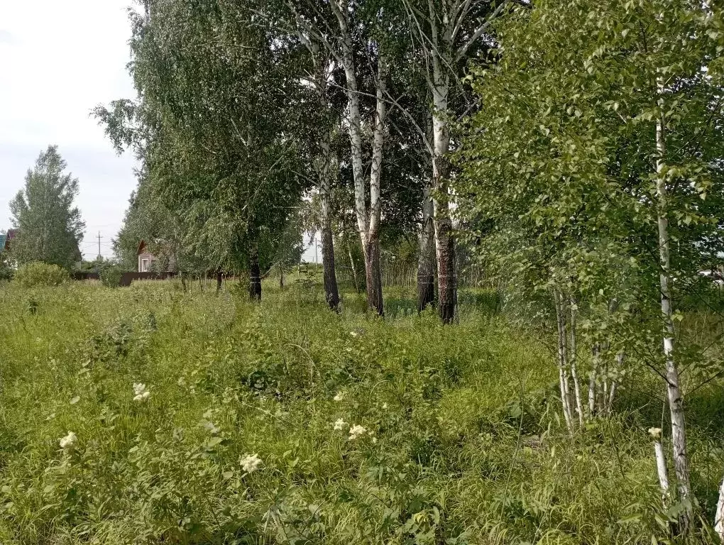 Участок 35 сот. (СНТ, ДНП) - Фото 1