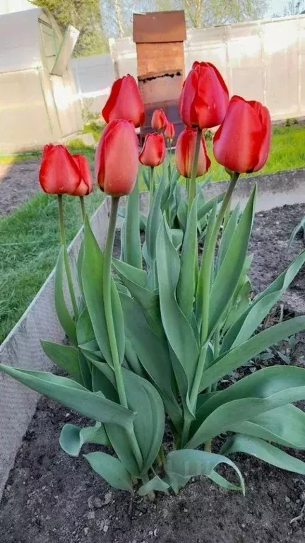 Дом в Московская область, Щелково городской округ, СНТ Восход-2 тер. ... - Фото 1