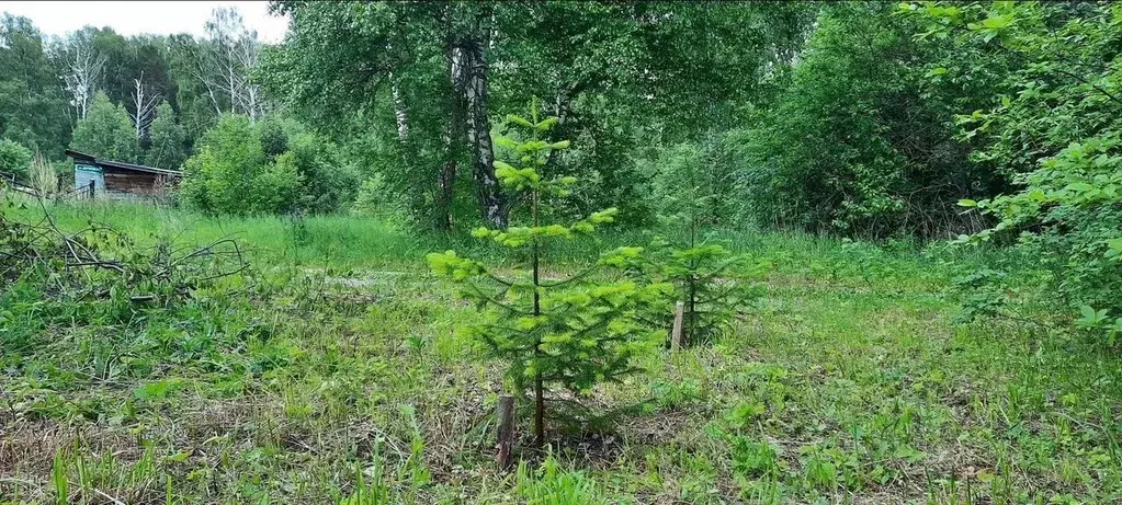 Участок в Новосибирская область, Новосибирский район, Барышевский ... - Фото 1
