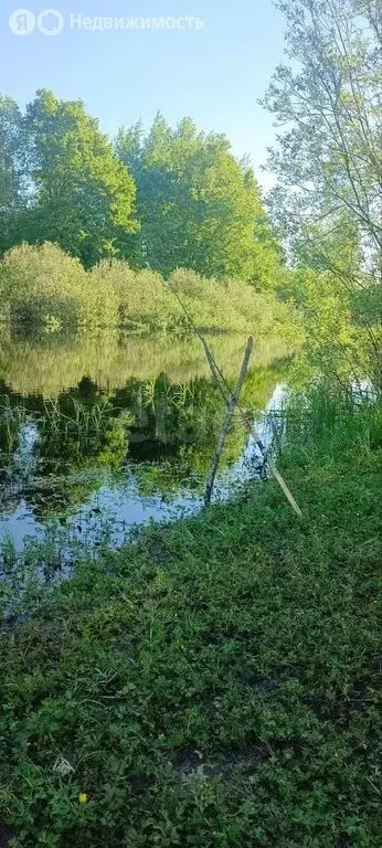Участок в Новгородская область, Чудовский муниципальный район, ... - Фото 1