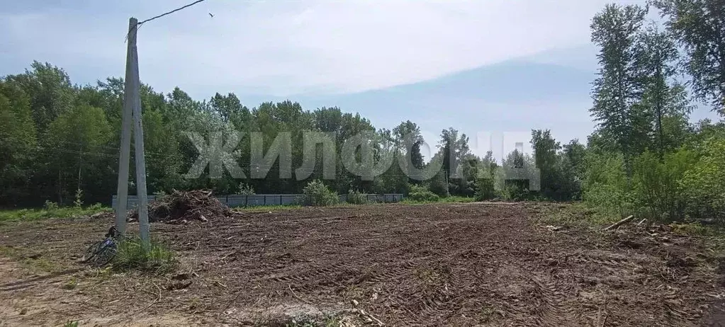 Участок в Новосибирская область, Новосибирский район, Кубовинский ... - Фото 1
