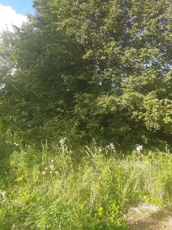 Участок в Московская область, Можайский муниципальный округ, д. Вешки  ... - Фото 2