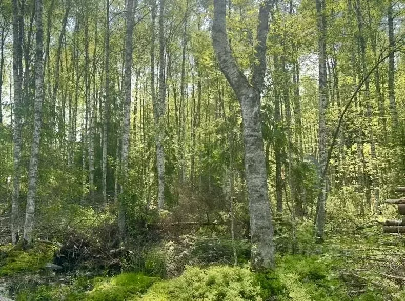 Участок в Ленинградская область, Всеволожский район, Токсовское ... - Фото 1