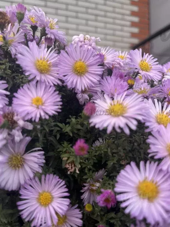 Участок в Алтай, Усть-Канский район, с. Усть-Кан  (22.0 сот.) - Фото 1