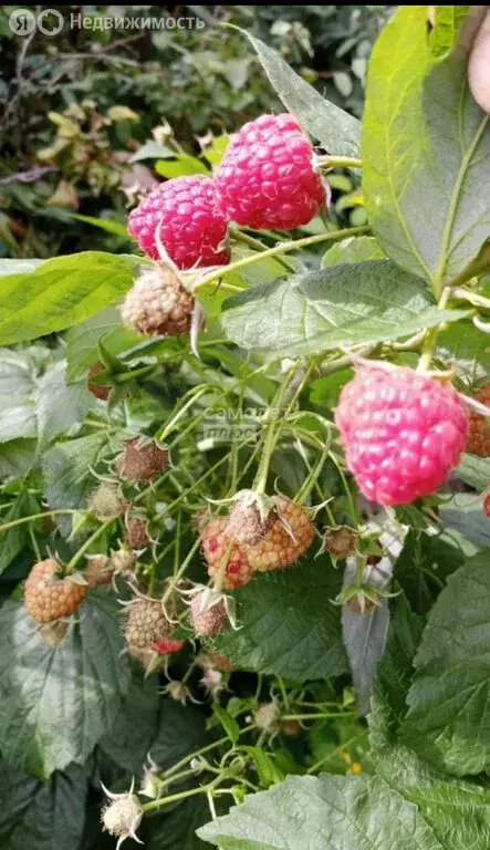 Участок в Свердловская область, Каменский муниципальный округ, посёлок ... - Фото 1