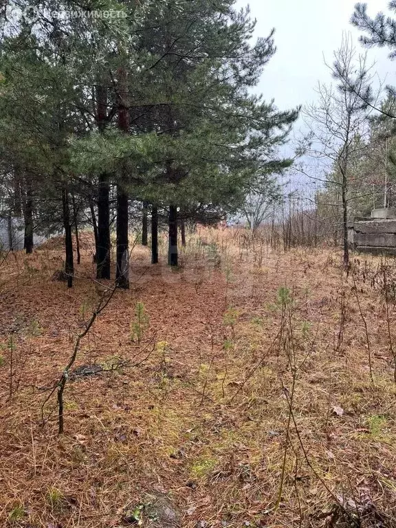 Участок в Лямбирский район, Саловское сельское поселение, село ... - Фото 2