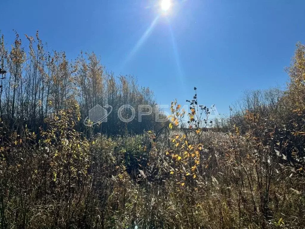 Участок в Тюменская область, Тюмень Царево садовое товарищество, ул. ... - Фото 1