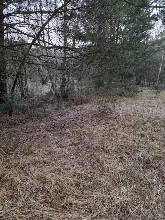 Участок в Владимирская область, Суздальский район, Селецкое ... - Фото 1