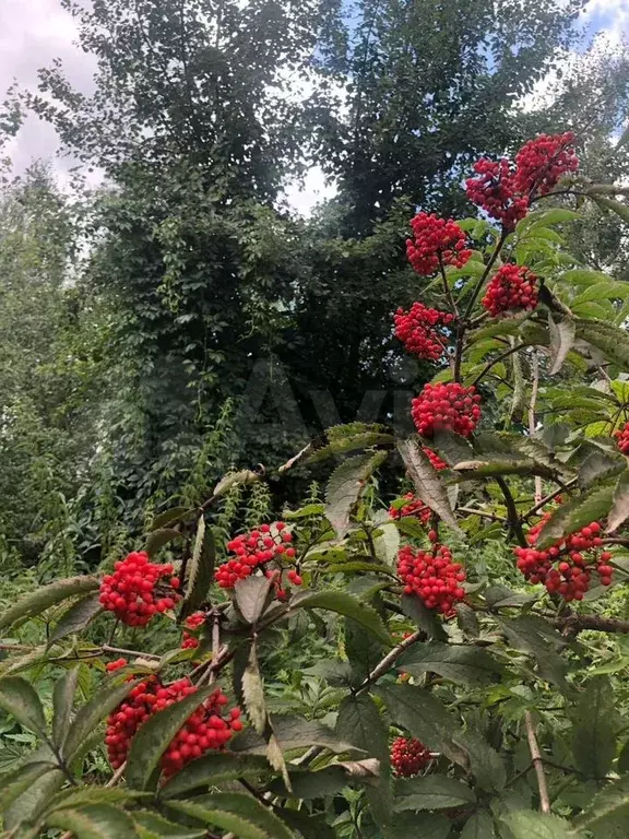 Участок 8 сот. (СНТ, ДНП) - Фото 0