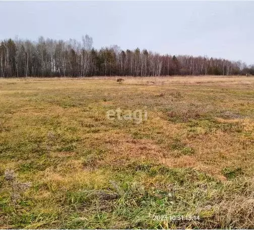 Участок в Амурская область, с. Тамбовка  (10.0 сот.) - Фото 1