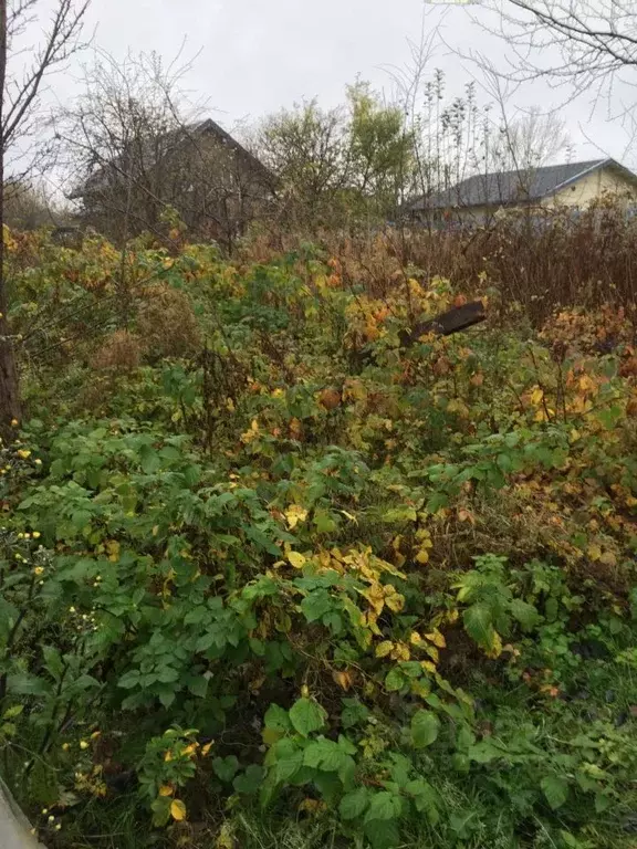 Участок в Калининградская область, Светлогорск Радуга СНТ, 18-я линия, ... - Фото 2