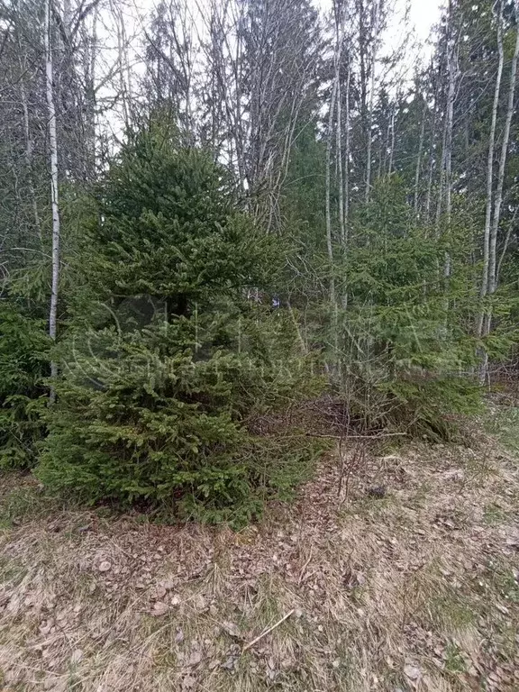 Участок 8 сот. (СНТ, ДНП) - Фото 1