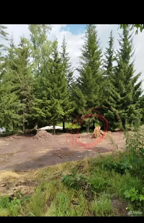 Участок в Новосибирская область, Новосибирский район, Барышевский ... - Фото 1