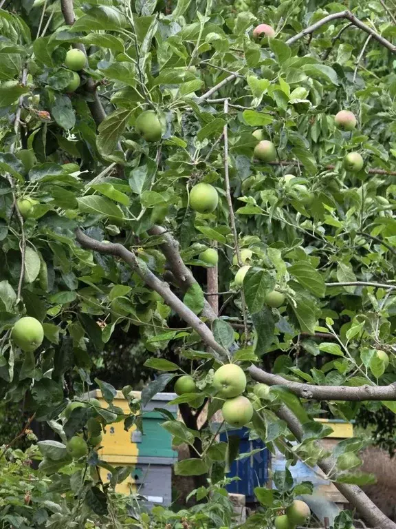Дом в Крым, Ялта муниципальный округ, с. Оползневое ш. ... - Фото 1