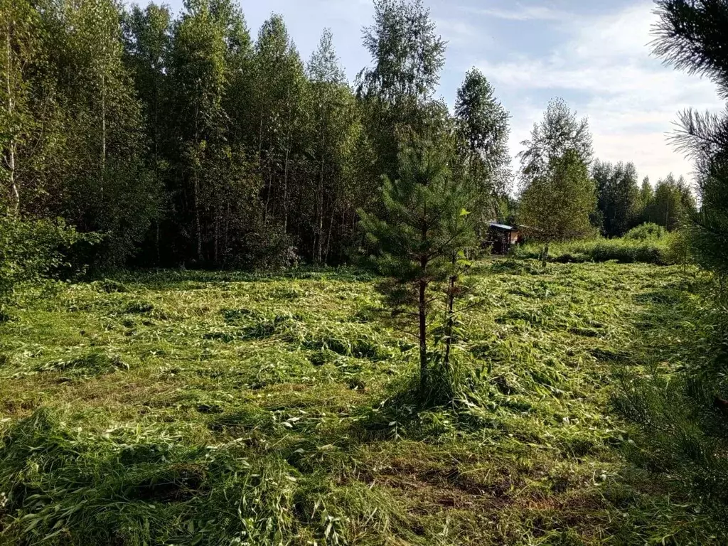 Участок в Алтай, Майминский район, Соузгинское с/пос, пос. Турбаза ... - Фото 2