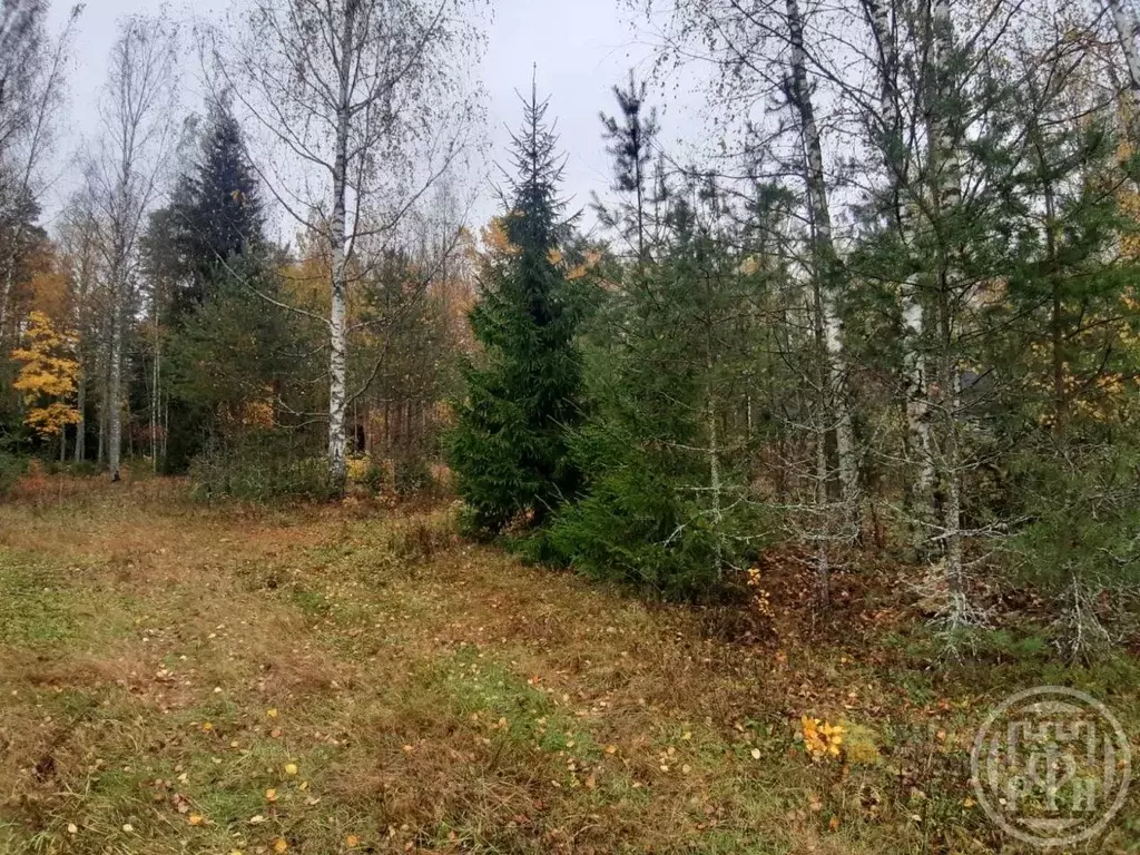 Участок в Ленинградская область, Приозерский район, Ромашкинское ... - Фото 1