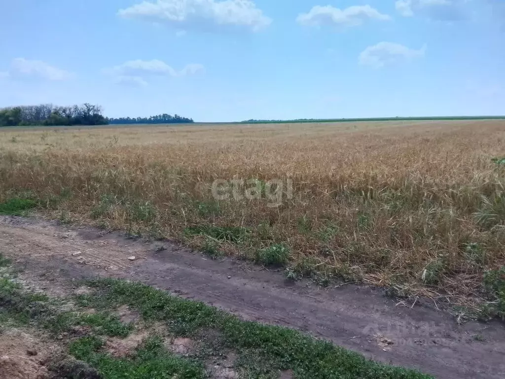 Участок в Белгородская область, Новооскольский муниципальный округ, с. ... - Фото 1