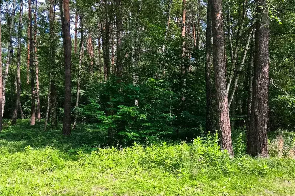 Участок в Одинцовский городской округ, КП Любушкин хутор, 16 (12 м) - Фото 0