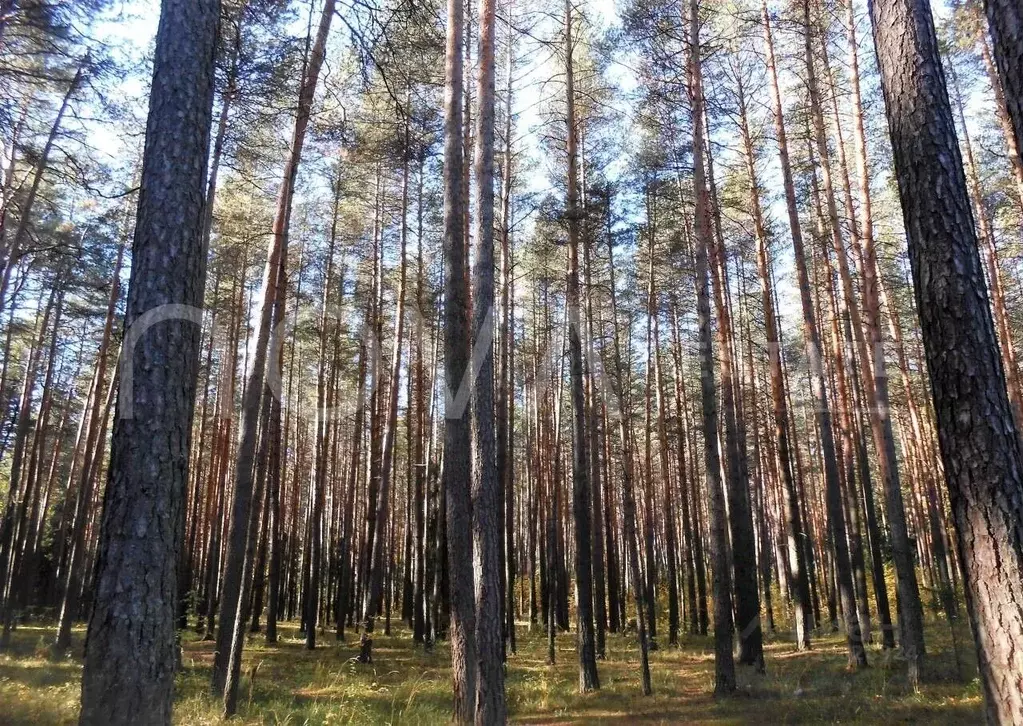 Участок в Ленинградская область, Всеволожский район, Бугровское ... - Фото 1