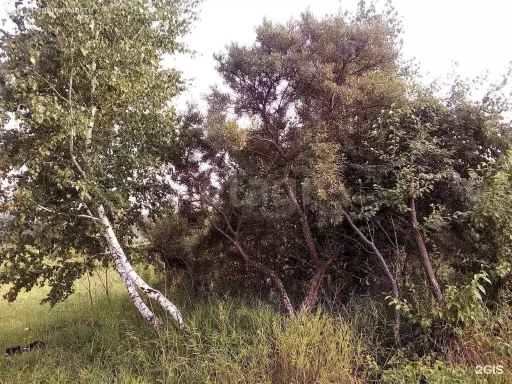 Участок в Бердск, СНТ Ива, 16-я улица (5.41 м) - Фото 2