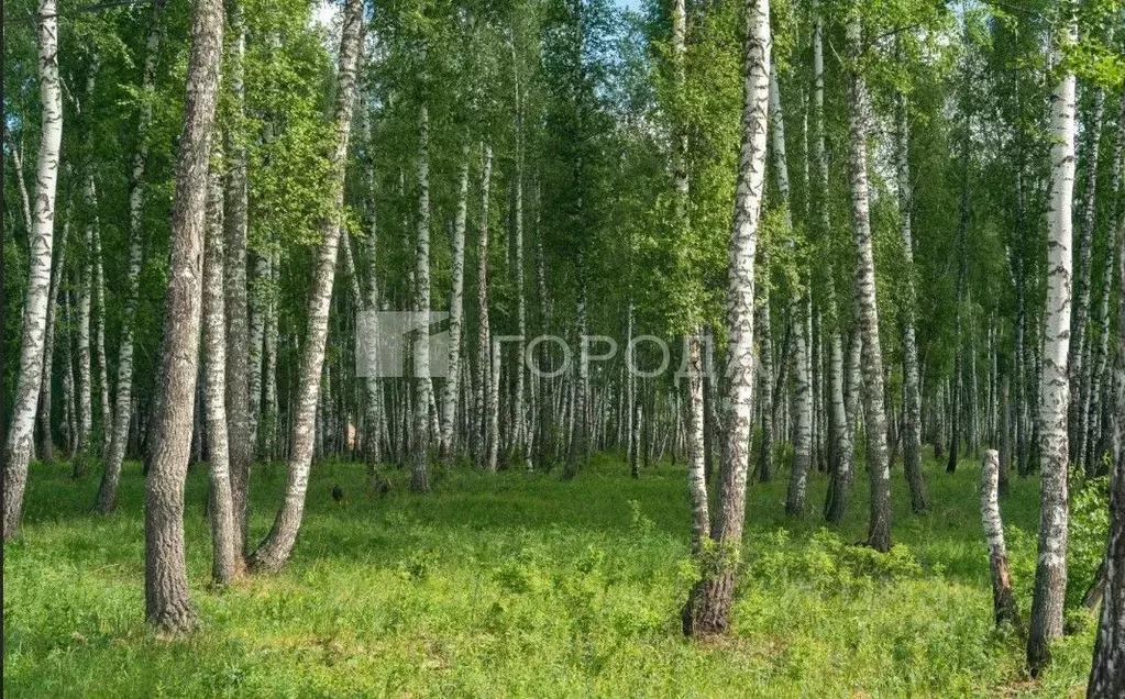 Участок в Новосибирская область, Новосибирский район, Кудряшовский ... - Фото 0