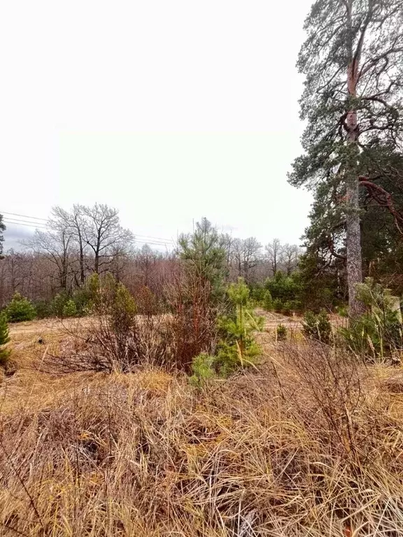 Участок в Нижегородская область, Володарский муниципальный округ, ... - Фото 1