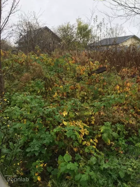 Участок в Калининградская область, Светлогорск Радуга СНТ, 18-я линия, ... - Фото 2