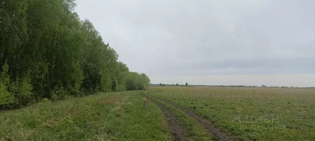 Участок в Новосибирская область, Колывань рп ул. Бунина, 3 (10.0 сот.) - Фото 0