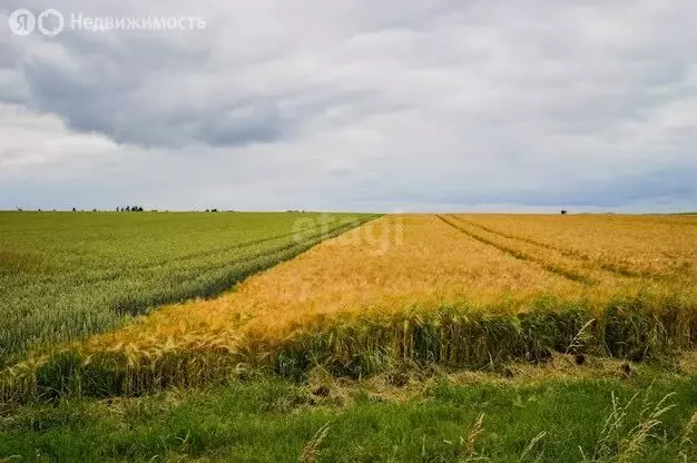 Участок в Воронежская область, село Новая Усмань (450 м) - Фото 0