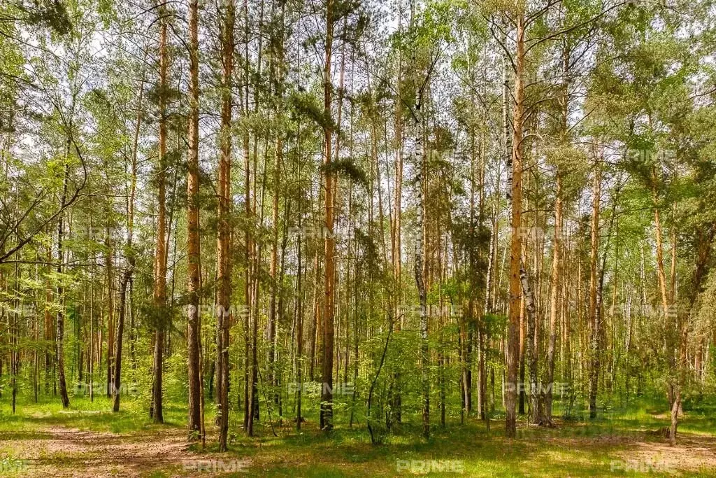 Участок в Московская область, Истра городской округ, Павловский Лес кп ... - Фото 0