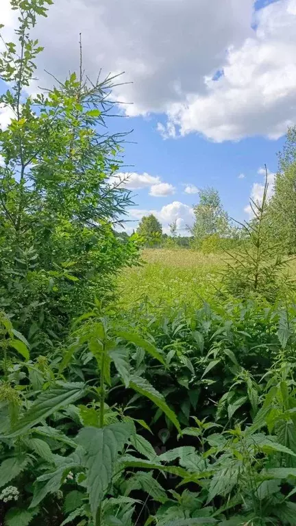 Участок в Московская область, Талдомский городской округ, д. ... - Фото 1