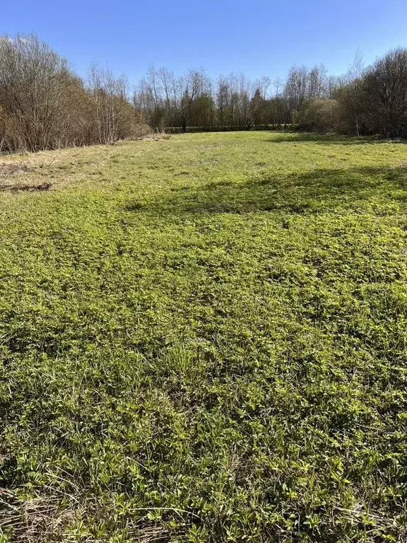 Участок в Ленинградская область, Кировский район, Шумское с/пос, с. ... - Фото 1