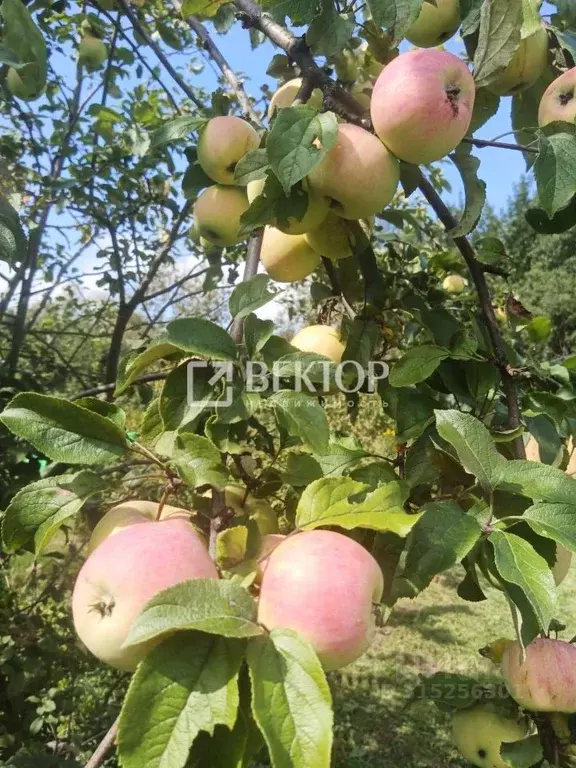 Дом в Костромская область, Кострома Березка-3 СНТ, 74 (20 м) - Фото 0