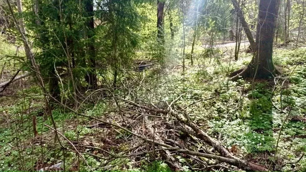 Участок в Ленинградская область, Всеволожский район, Агалатовское ... - Фото 2
